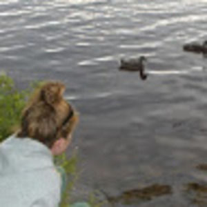 Meet your Posher, Gmp